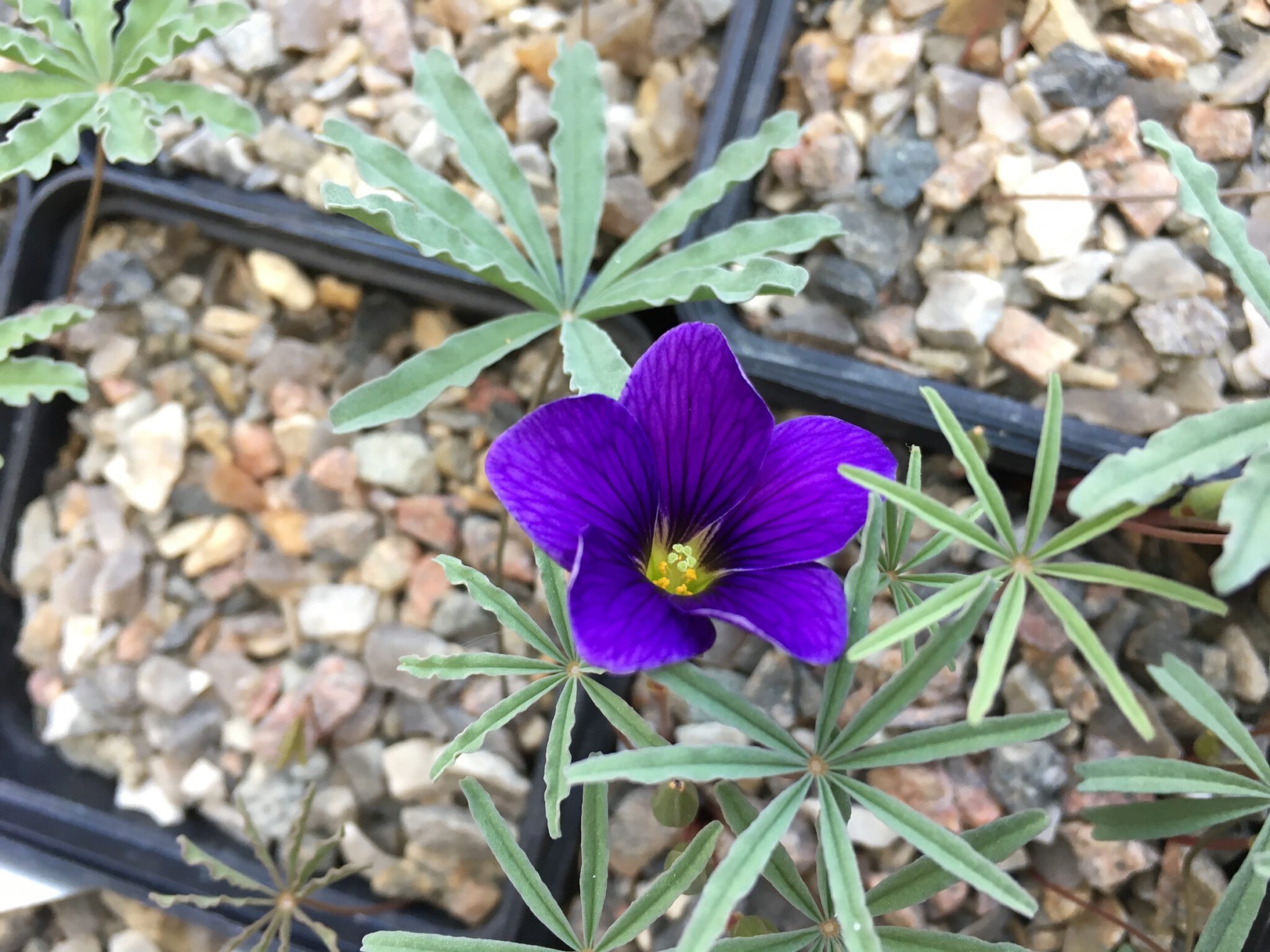 Oxalis laciniata kila 107