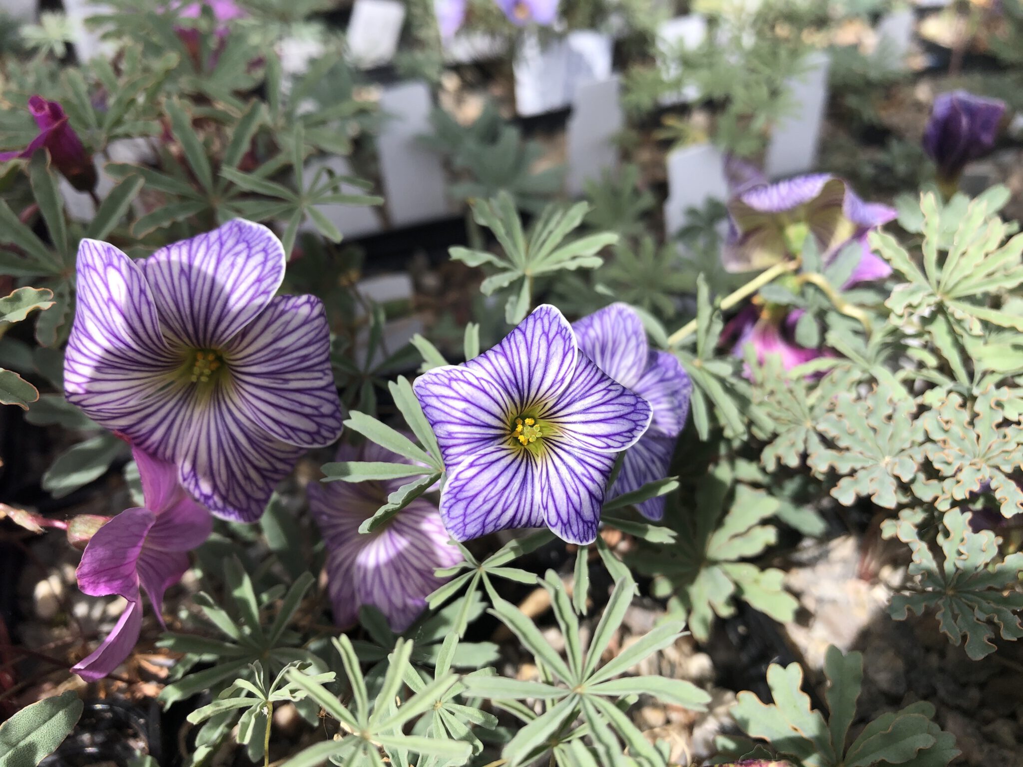 Oxalis laciniata kila 109