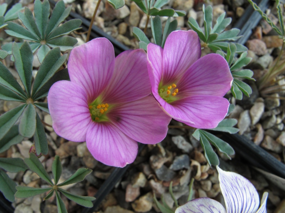 Oxalis laciniata kila 112