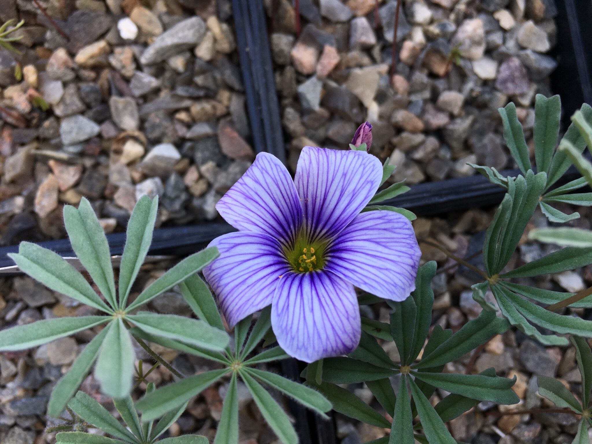 Oxalis laciniata kila 143