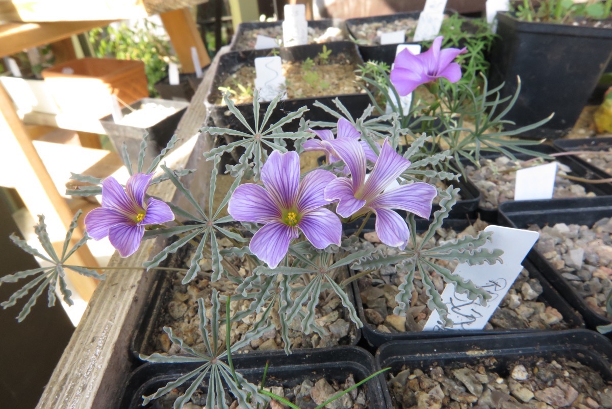 Oxalis laciniata kila 148