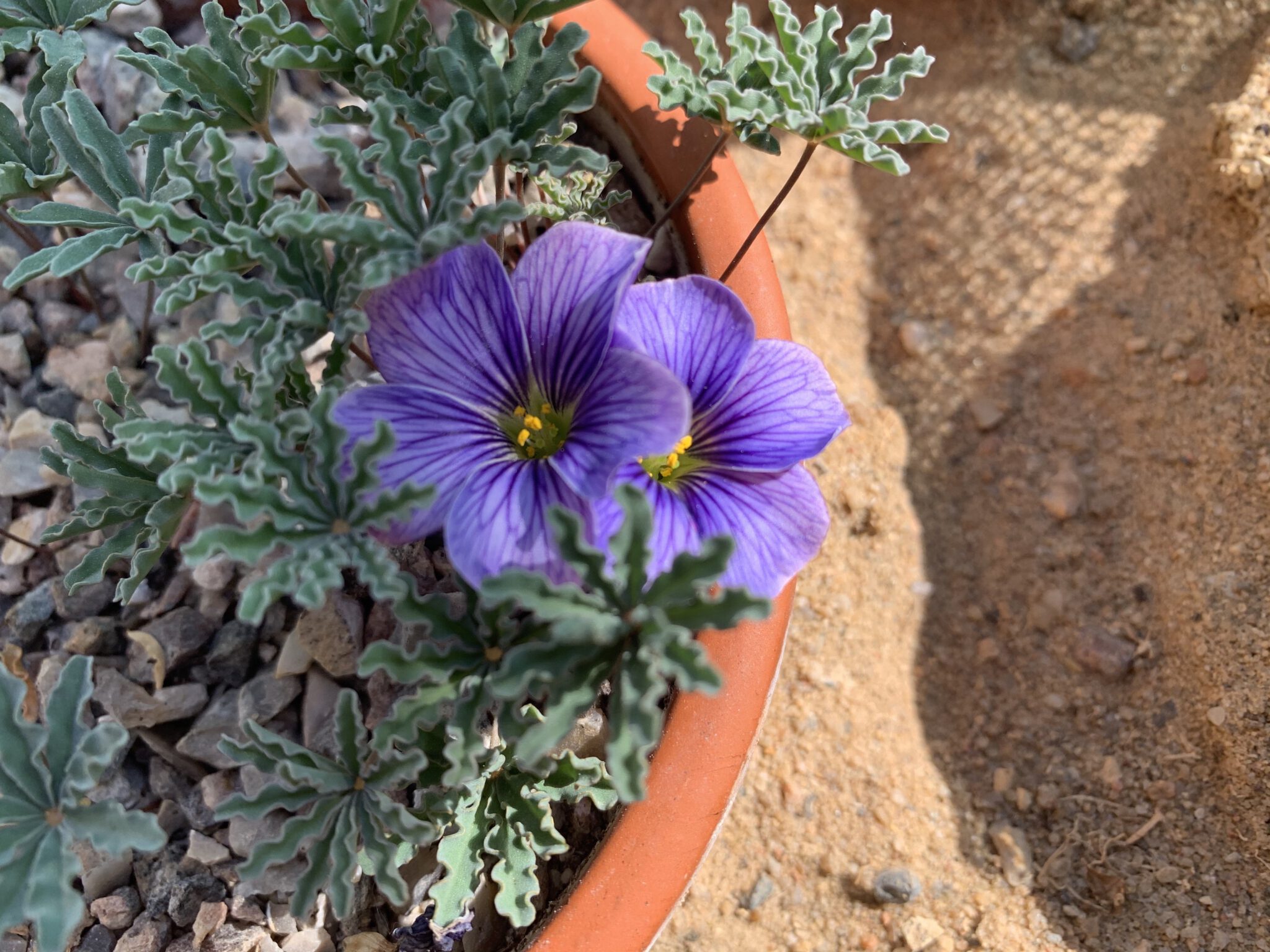 Oxalis laciniata kila 154