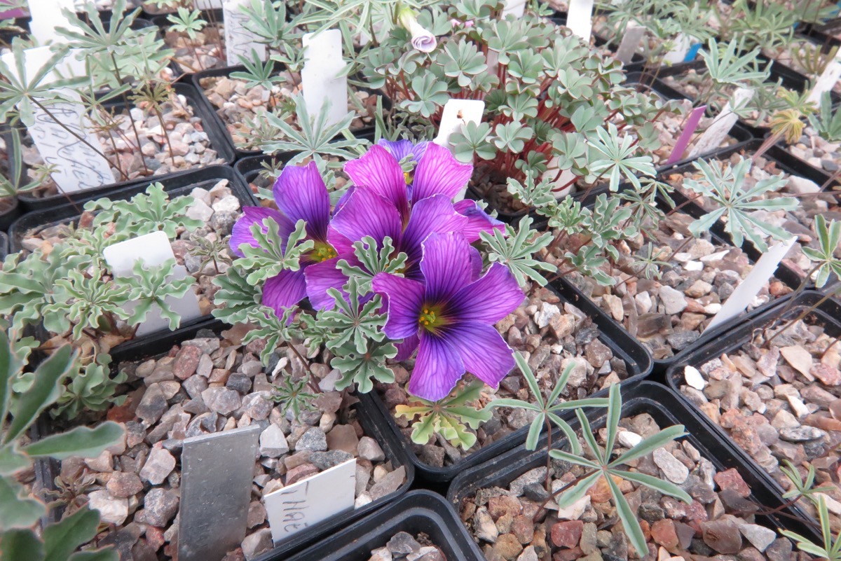 Oxalis laciniata kila 063