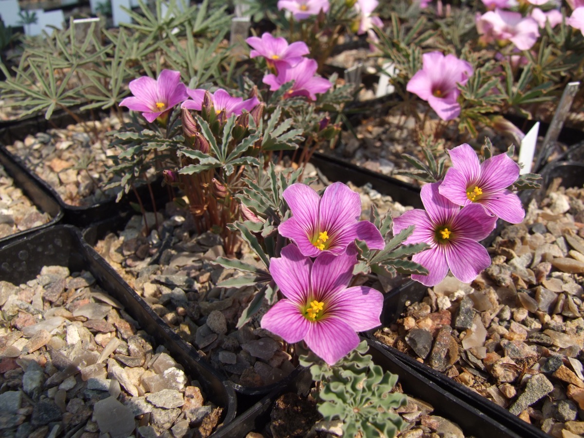 Oxalis laciniata kila 077