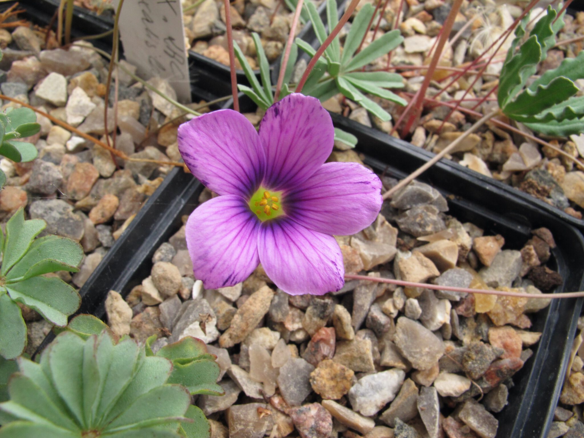 Oxalis laciniata kila 081