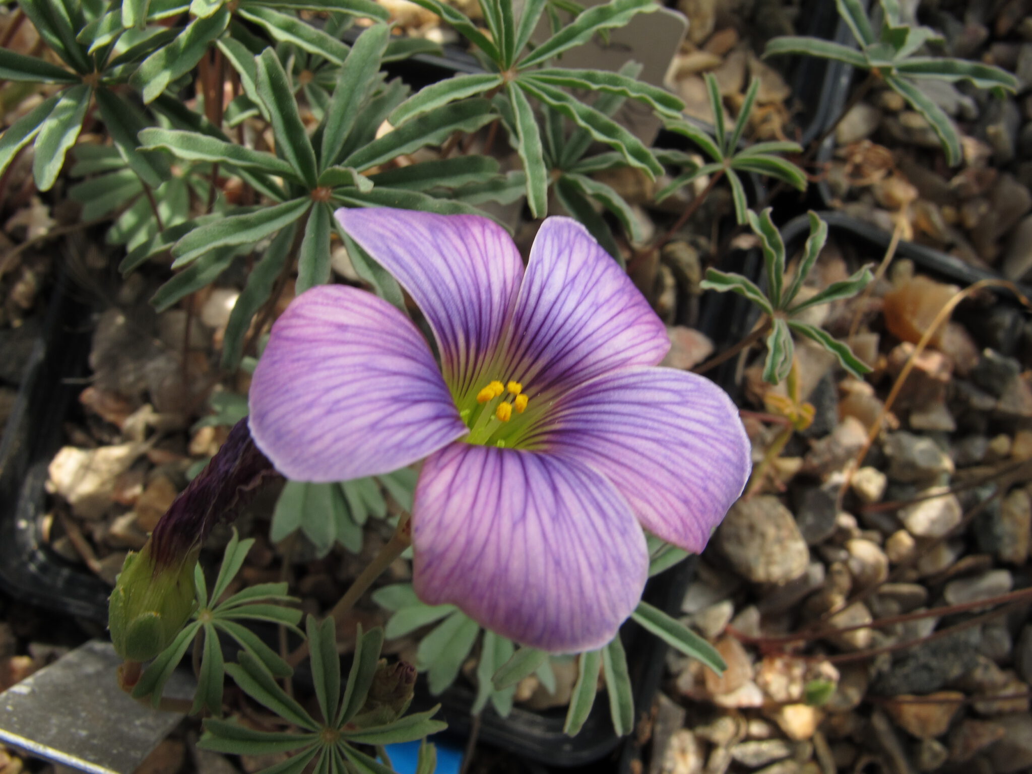 Oxalis laciniata kila 087