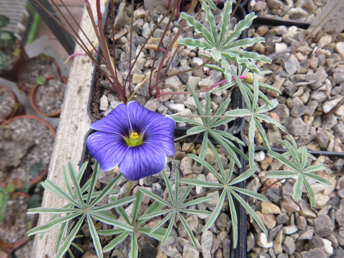 Oxalis laciniata kila 009