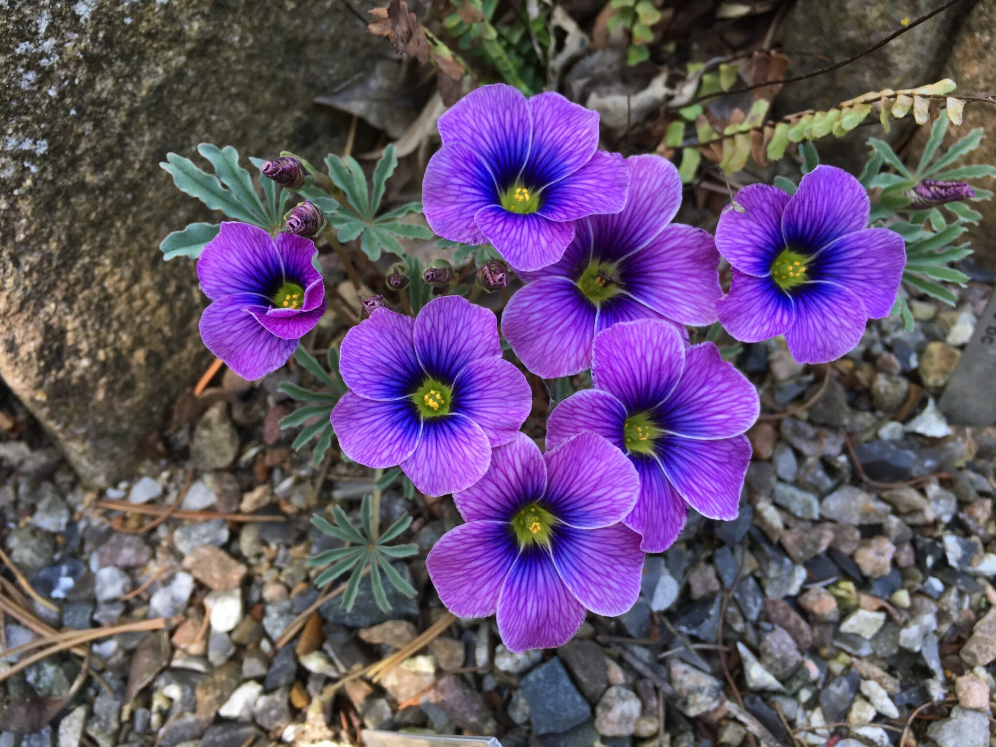 Oxalis laciniata seedling 02