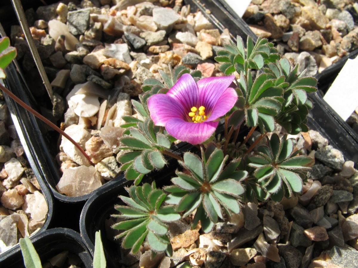 Oxalis laciniata v pubescens kila 60