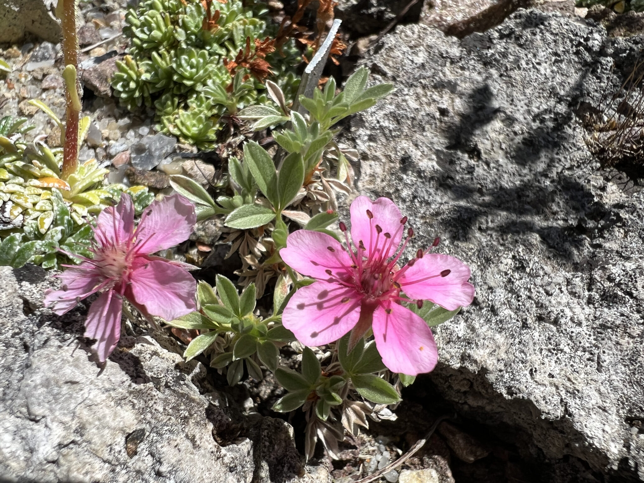 Potentilla nitida