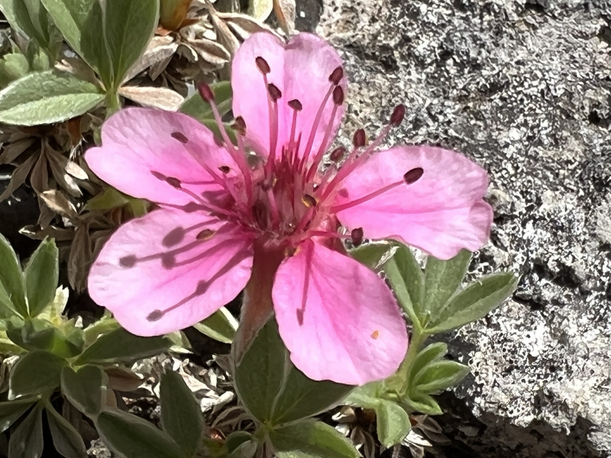 Potentilla nitida