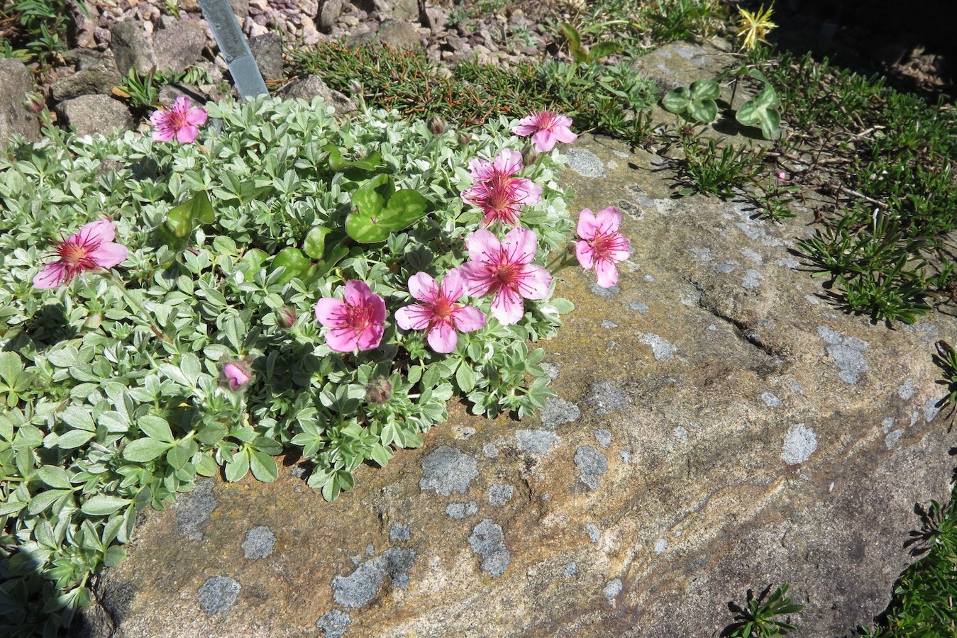 Potentilla nitida