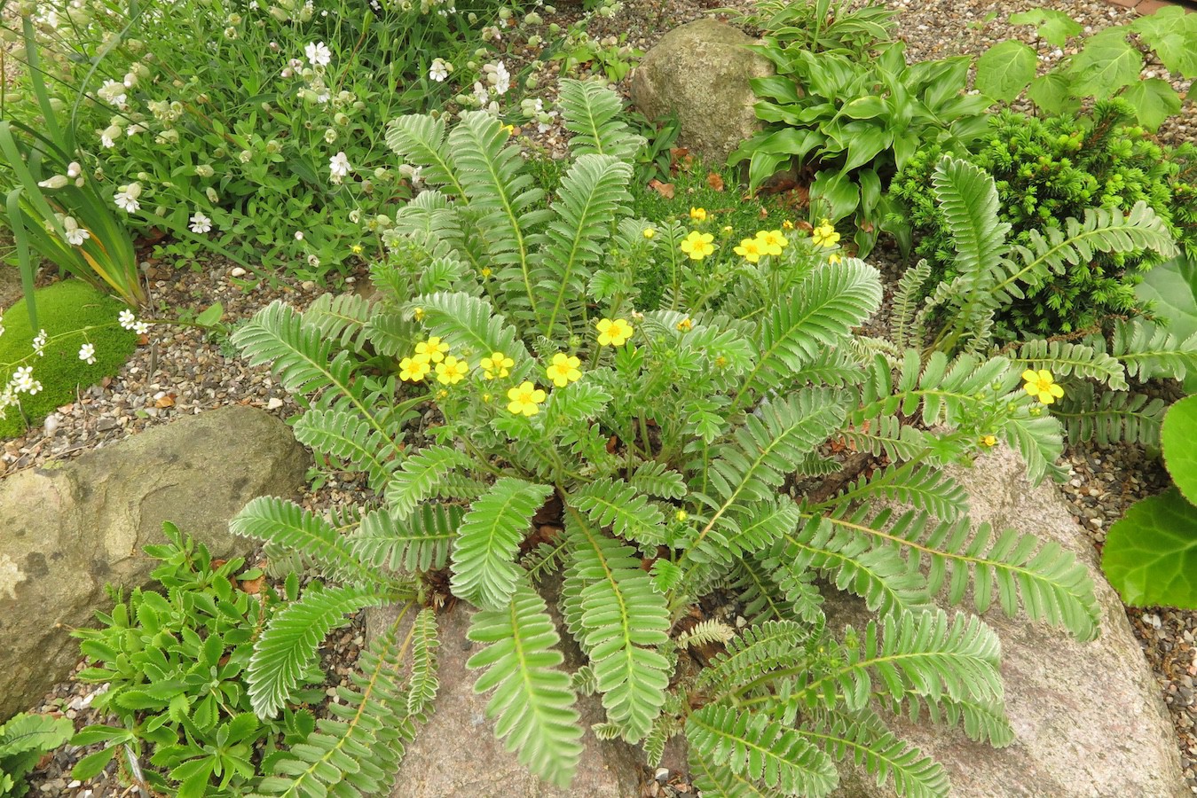 Potentilla peduncularis