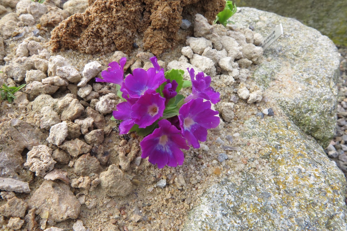 Primula 'Broadwell Ruby'