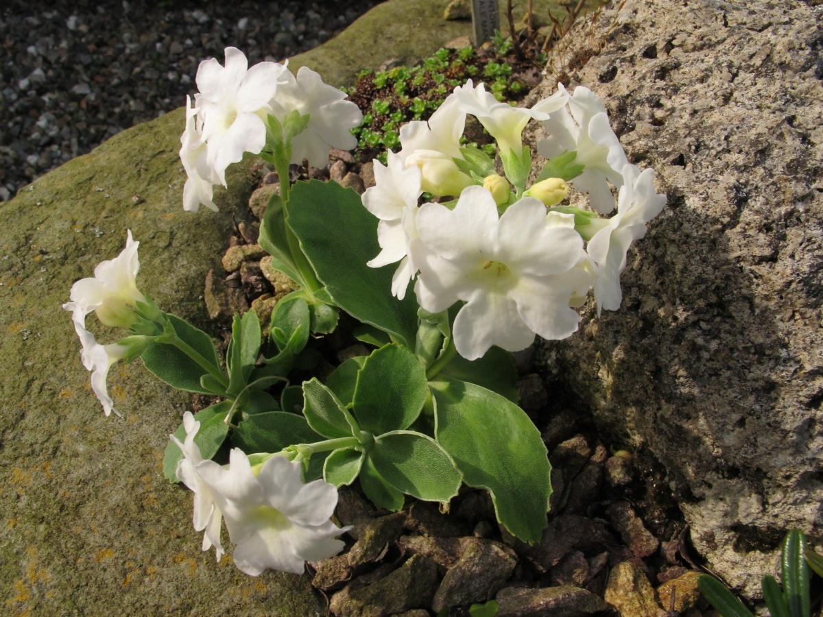 Primula 'Wharfedale Village'