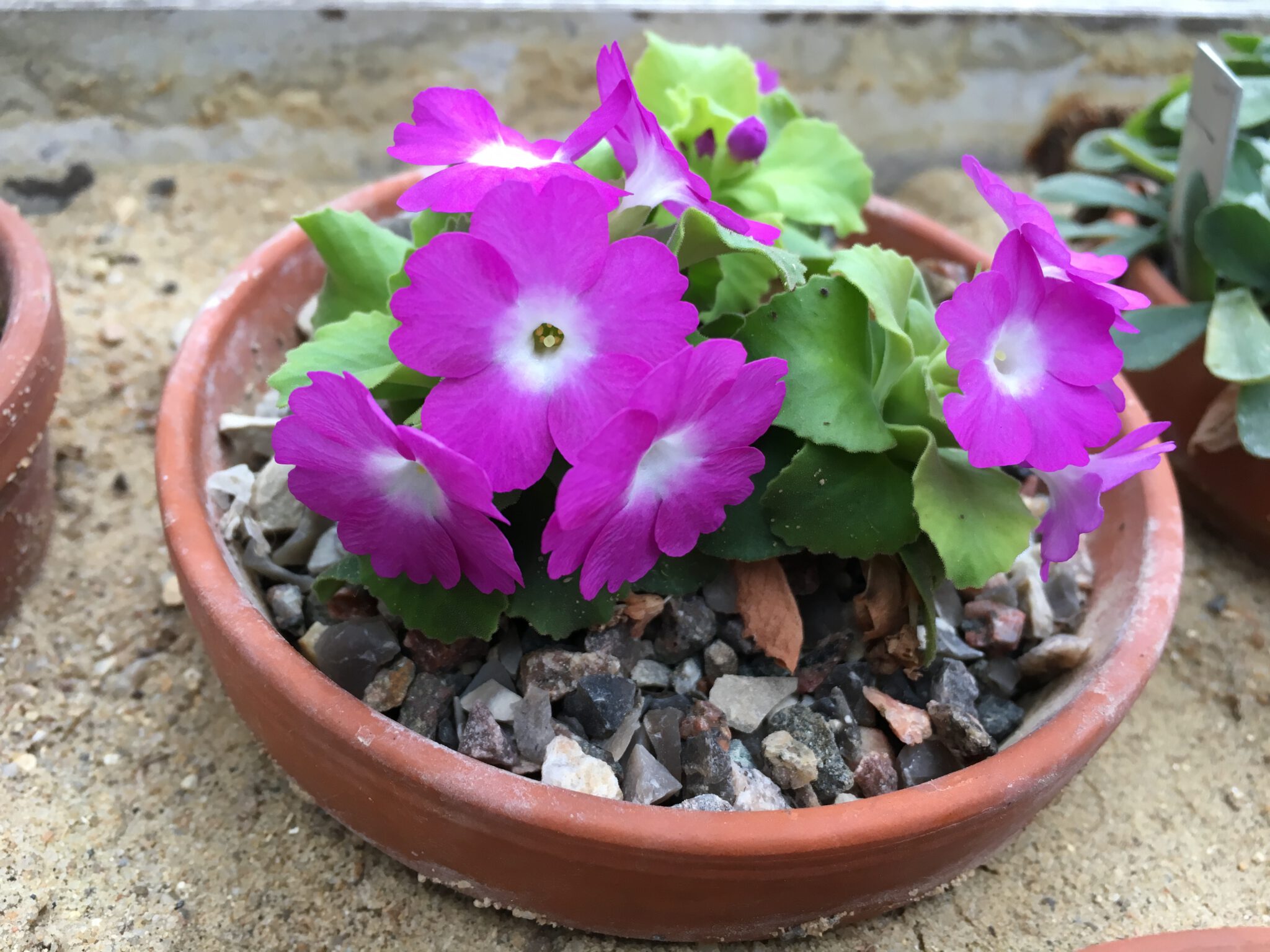 Primula allionii 'Marie Talbot'