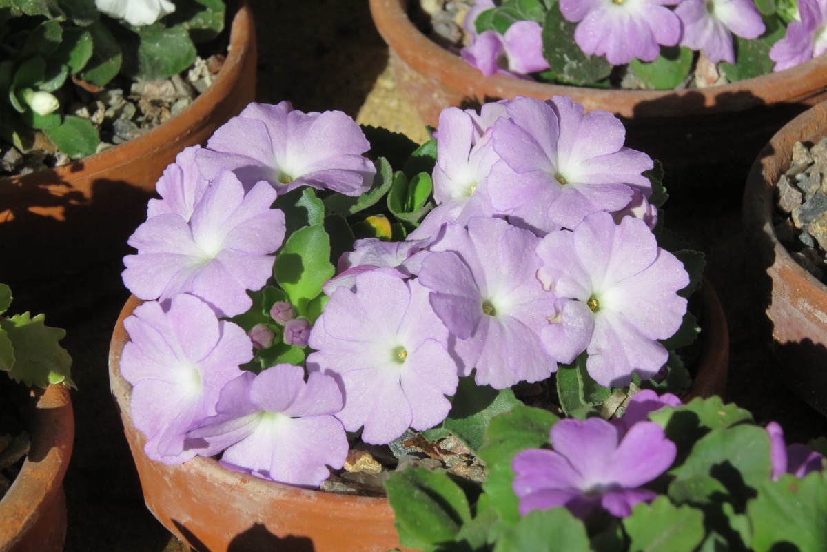 Primula allionii 'Menuet'