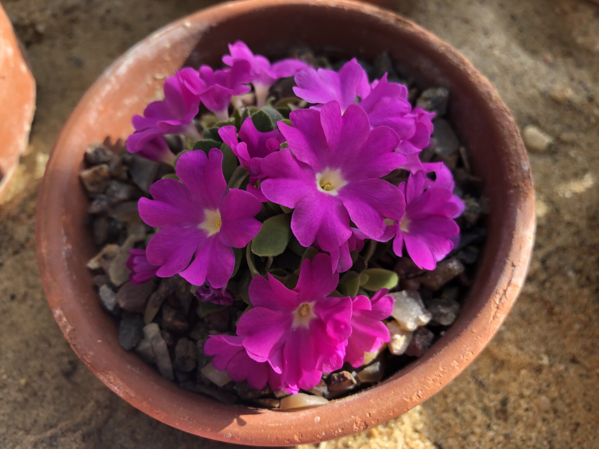 Primula allionii 'Neon'