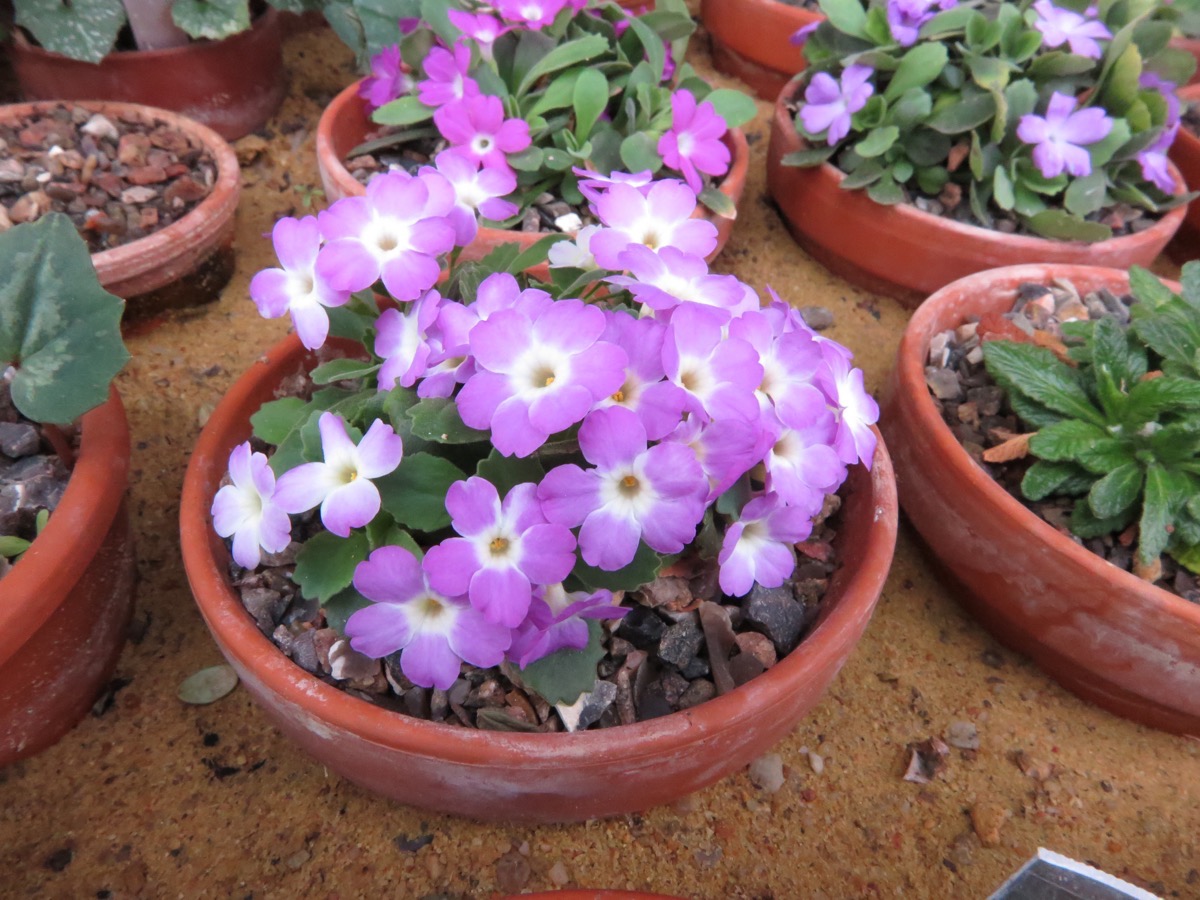 Primula allionii 'Pfaffenteich'