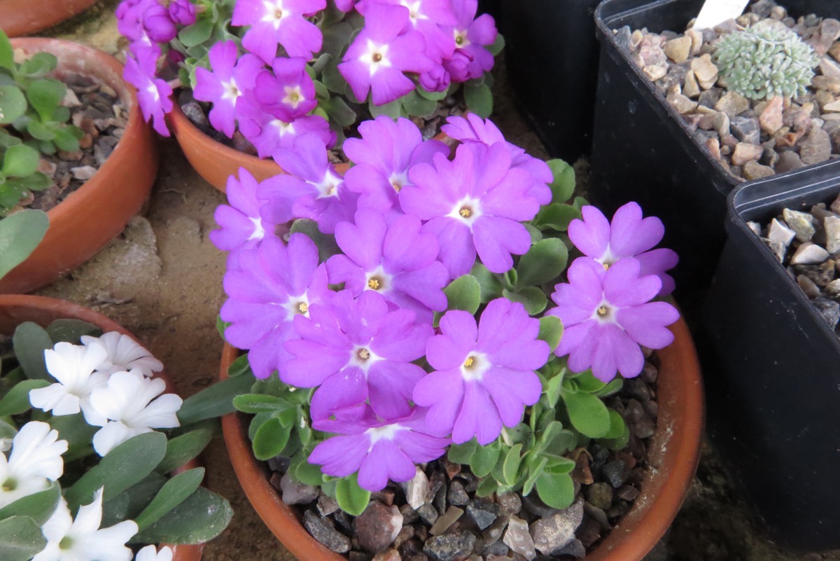 Primula allionii 'Timbury Glow'