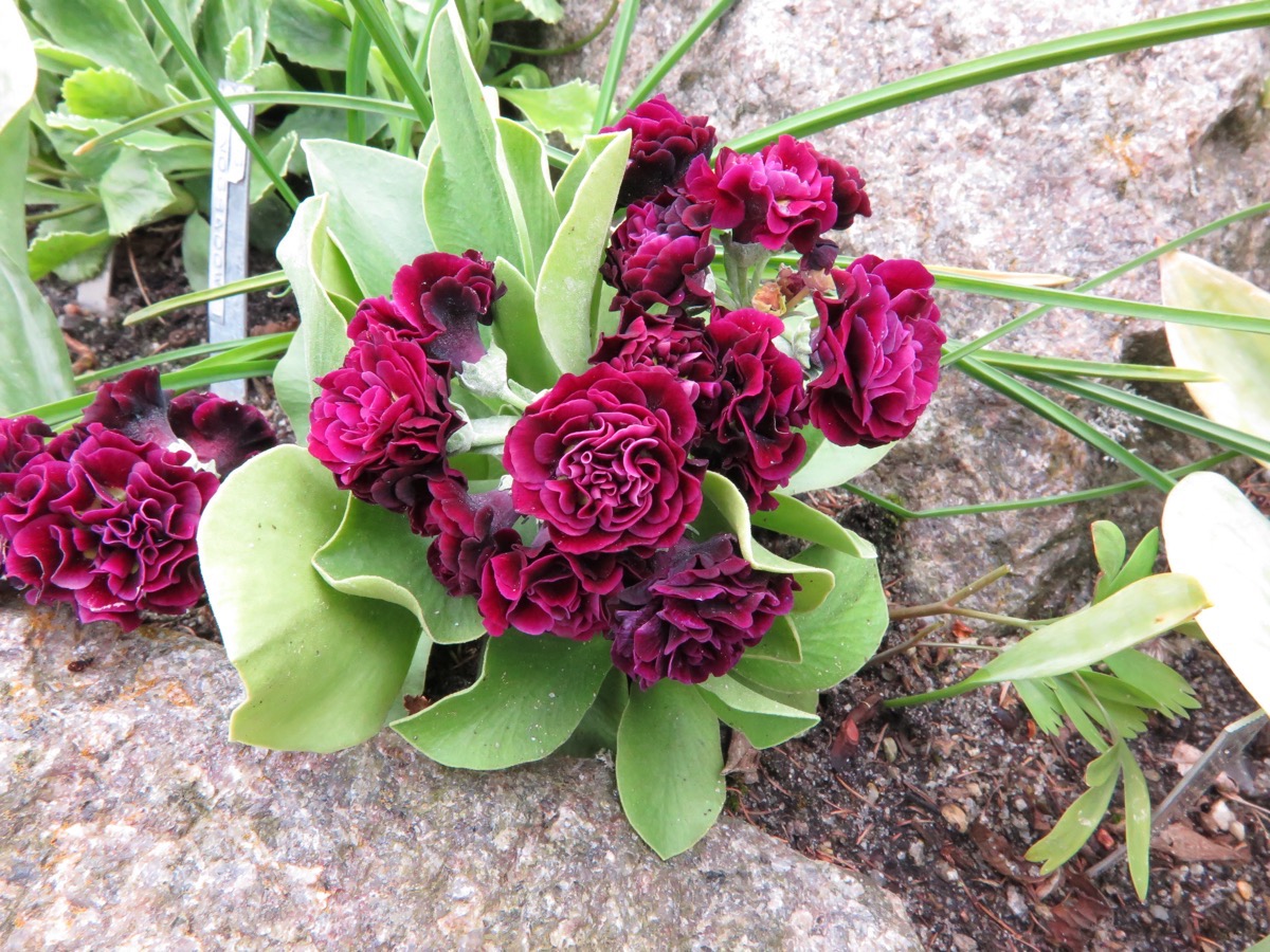 Primula auricola 'Camelot'