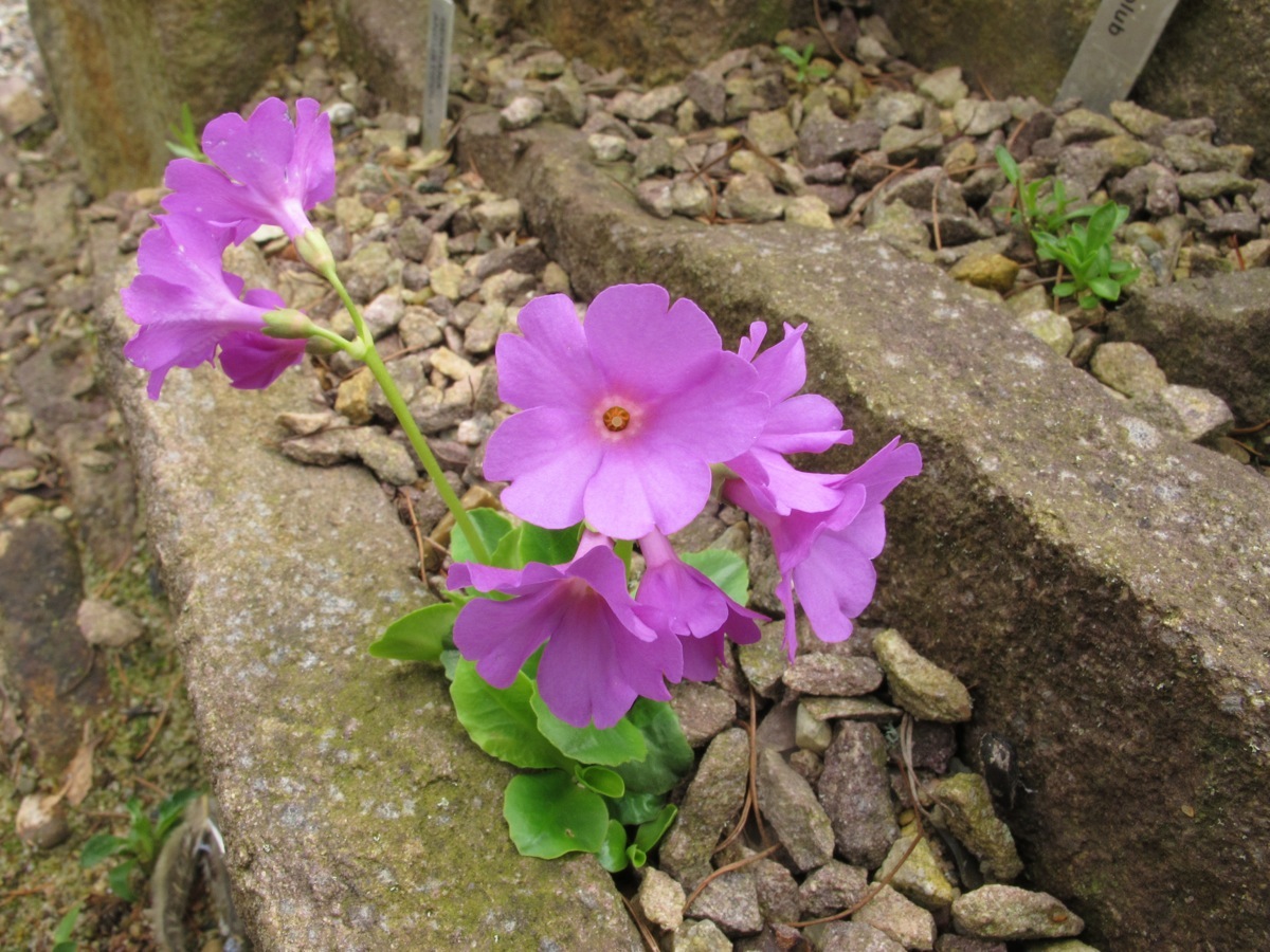 Primula carniolica