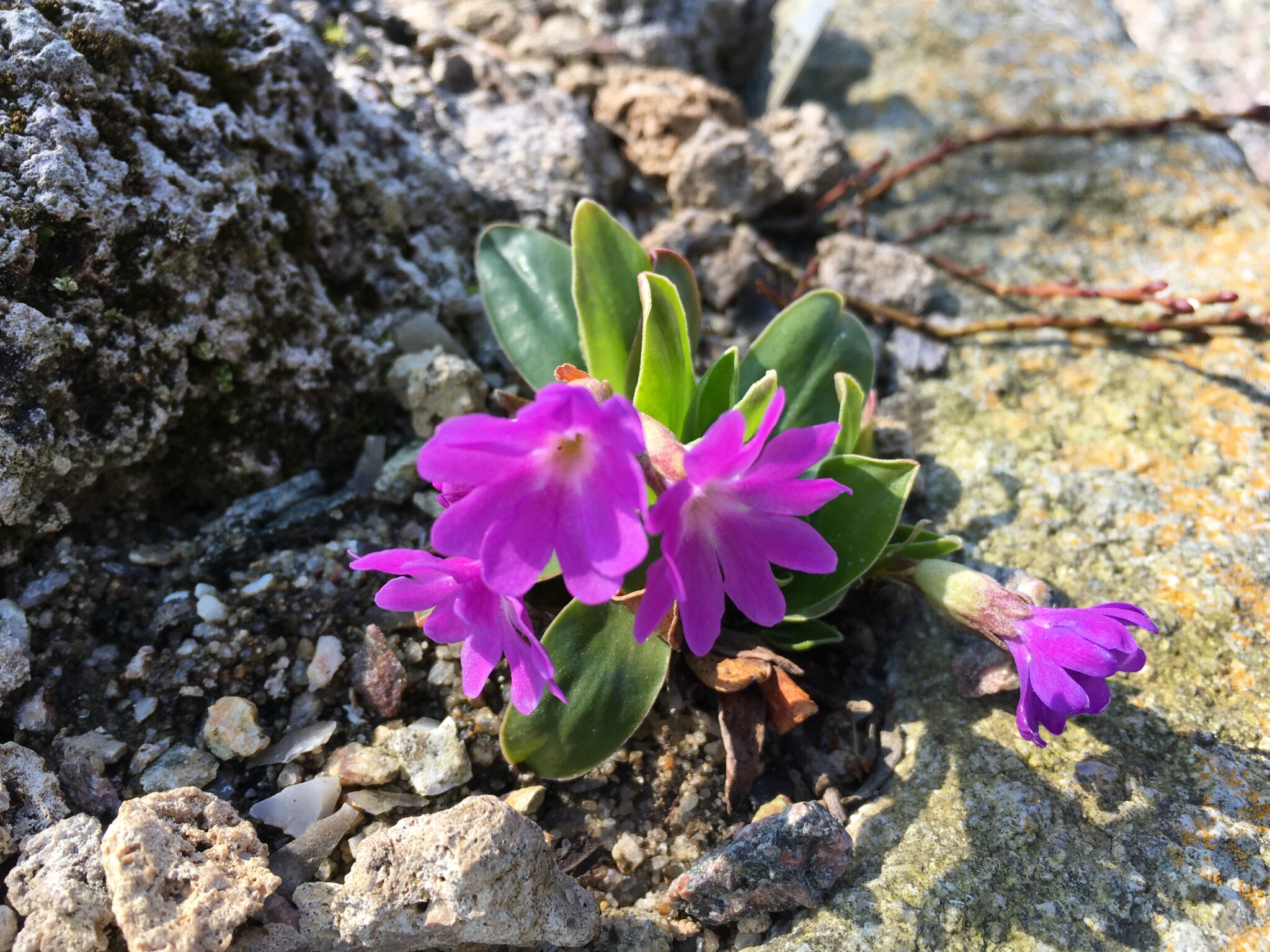 Primula clusiana