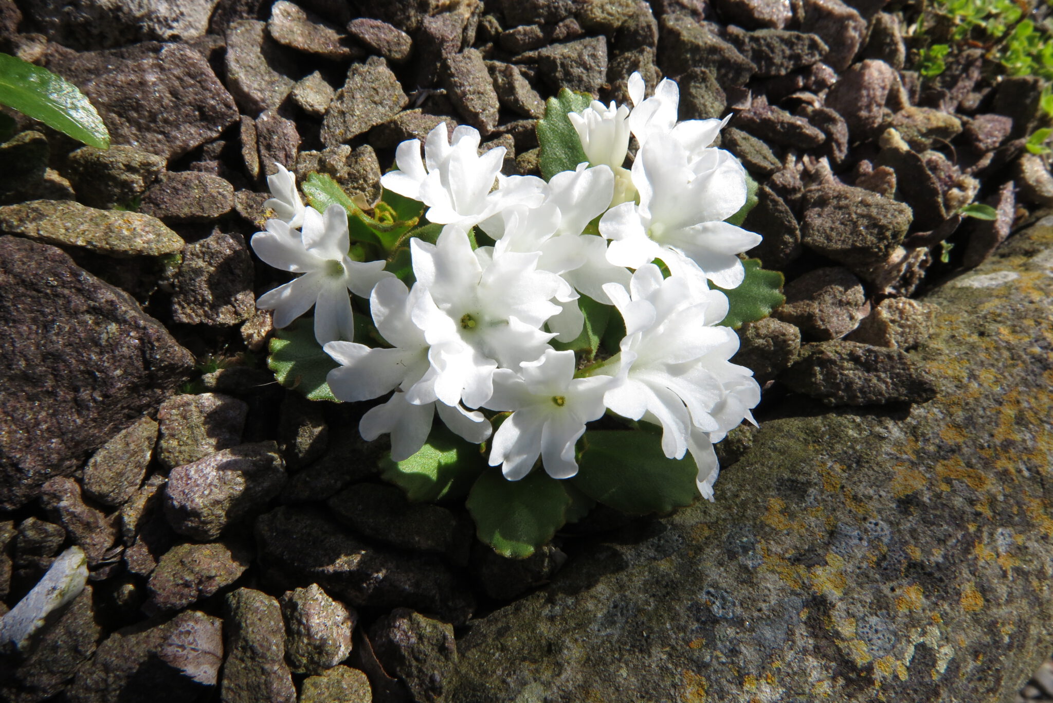 Primula daonensis alba mp