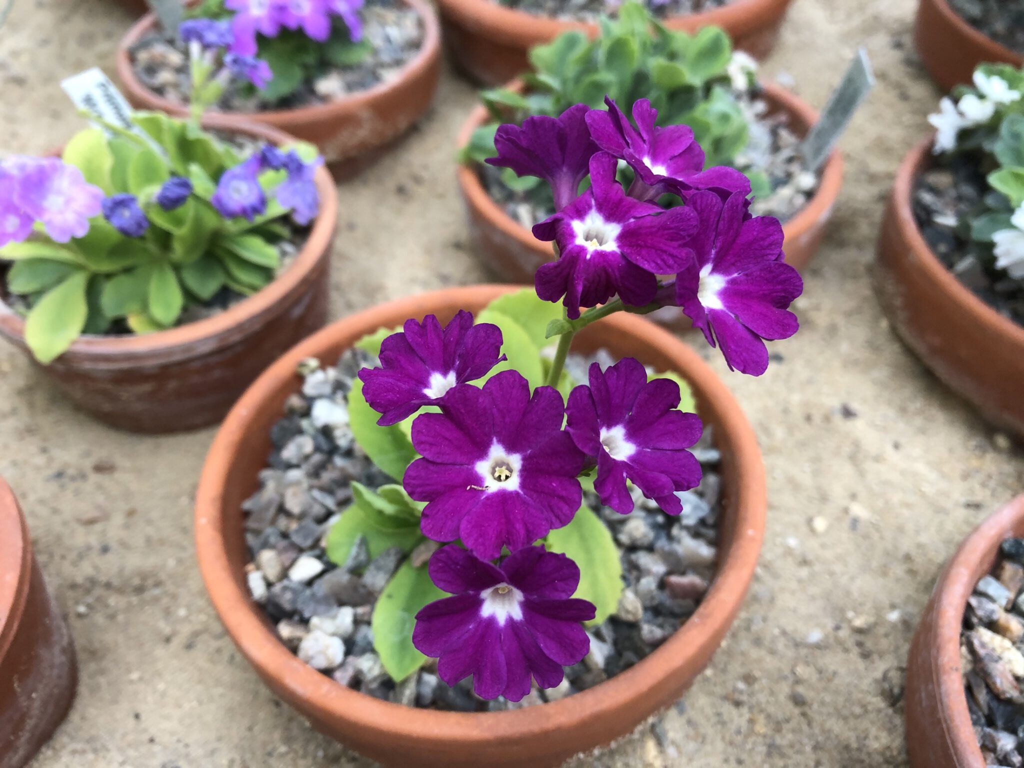 Primula hirsuta 'Boothmann's var'