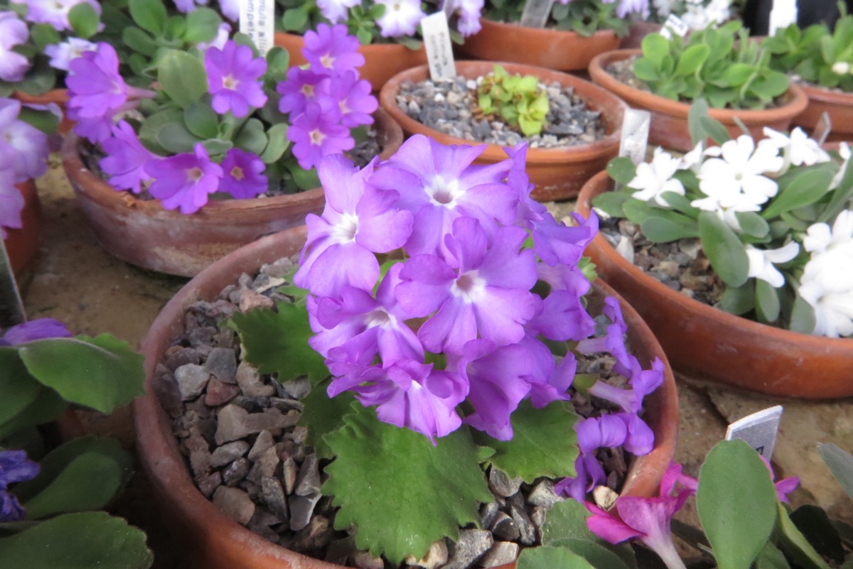 Primula hirsuta v valcuvianensis