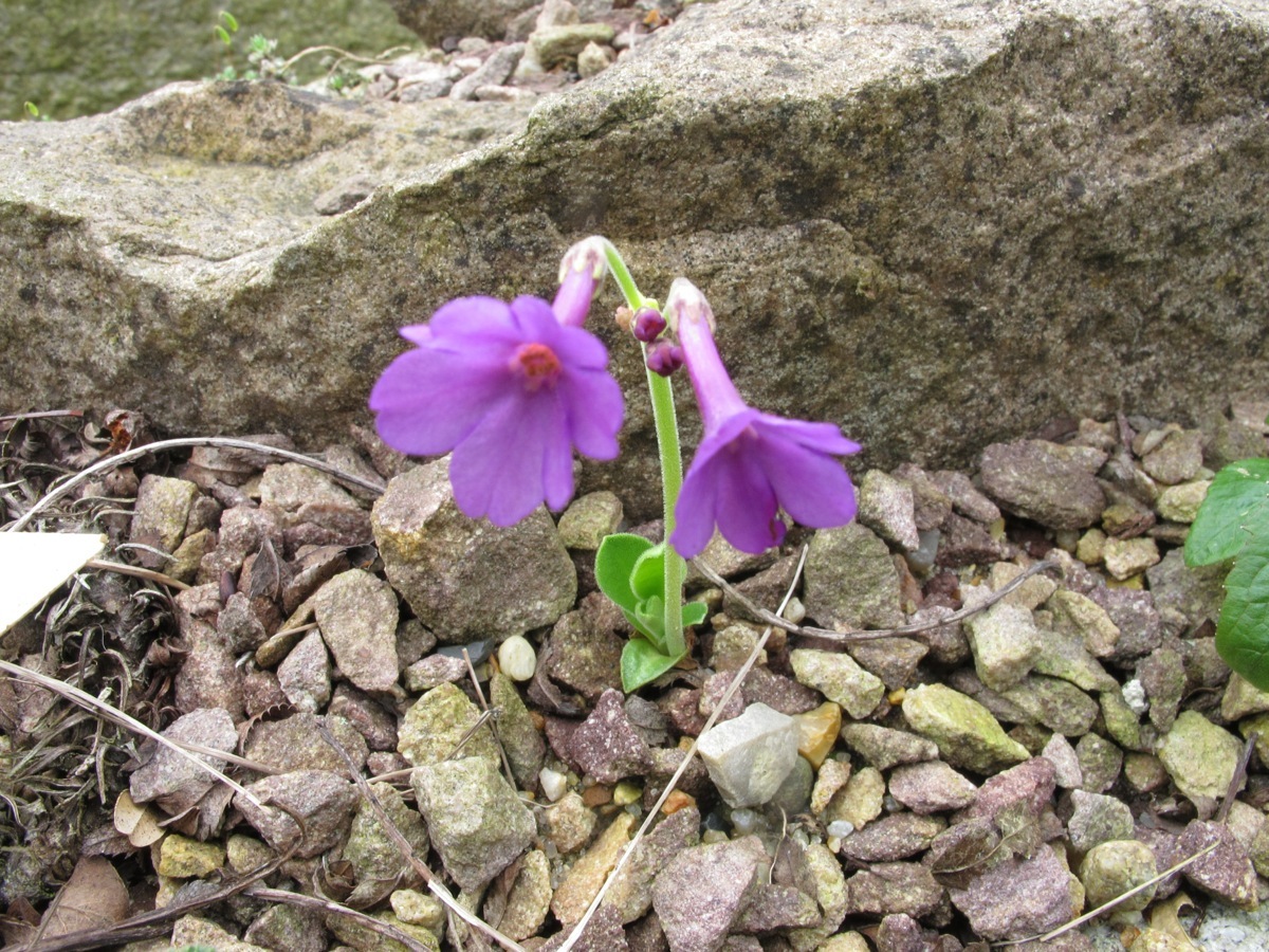 Primula latifolia