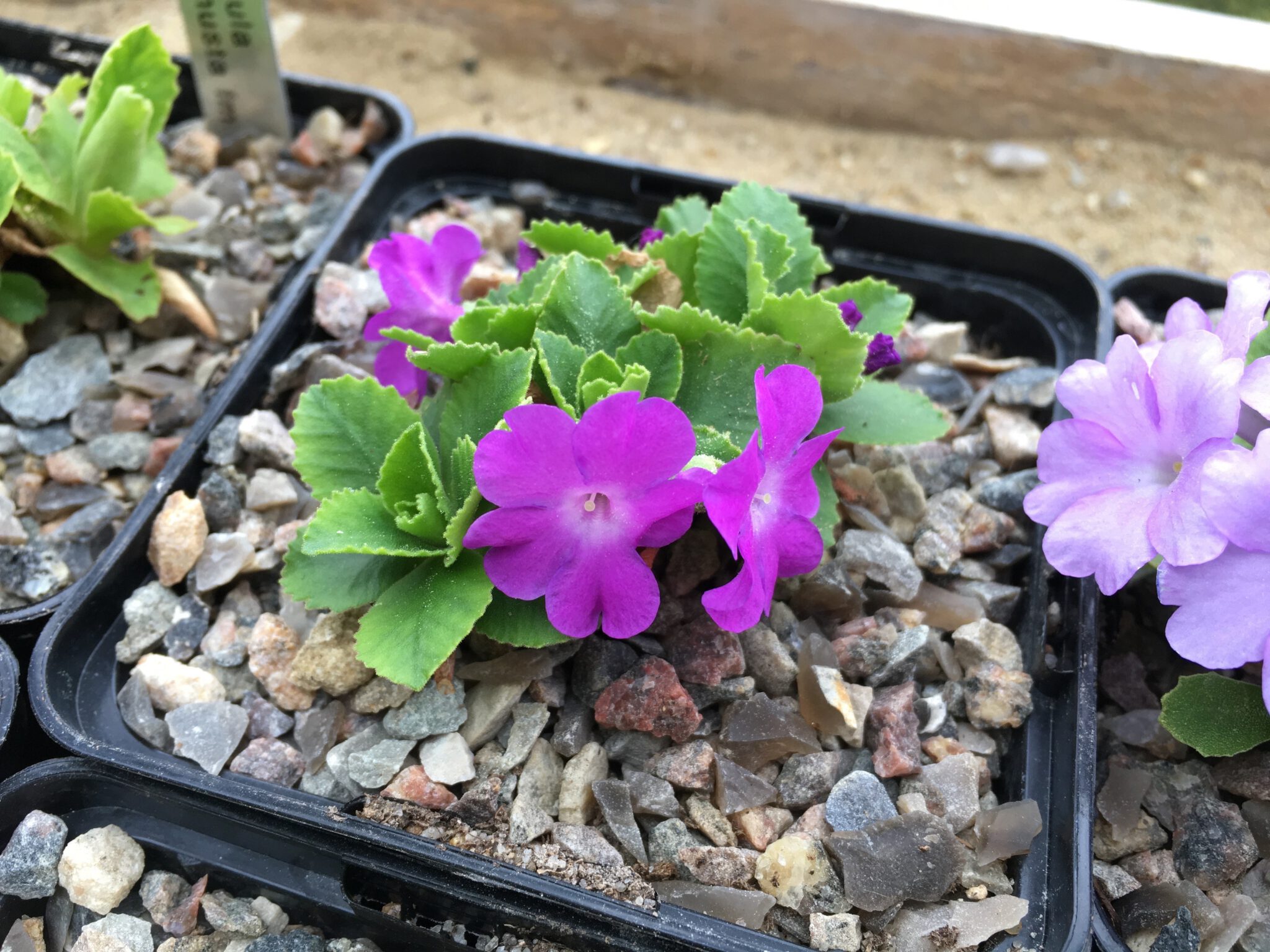 Primula marginata 'Beatrice Lascaris Saemling'