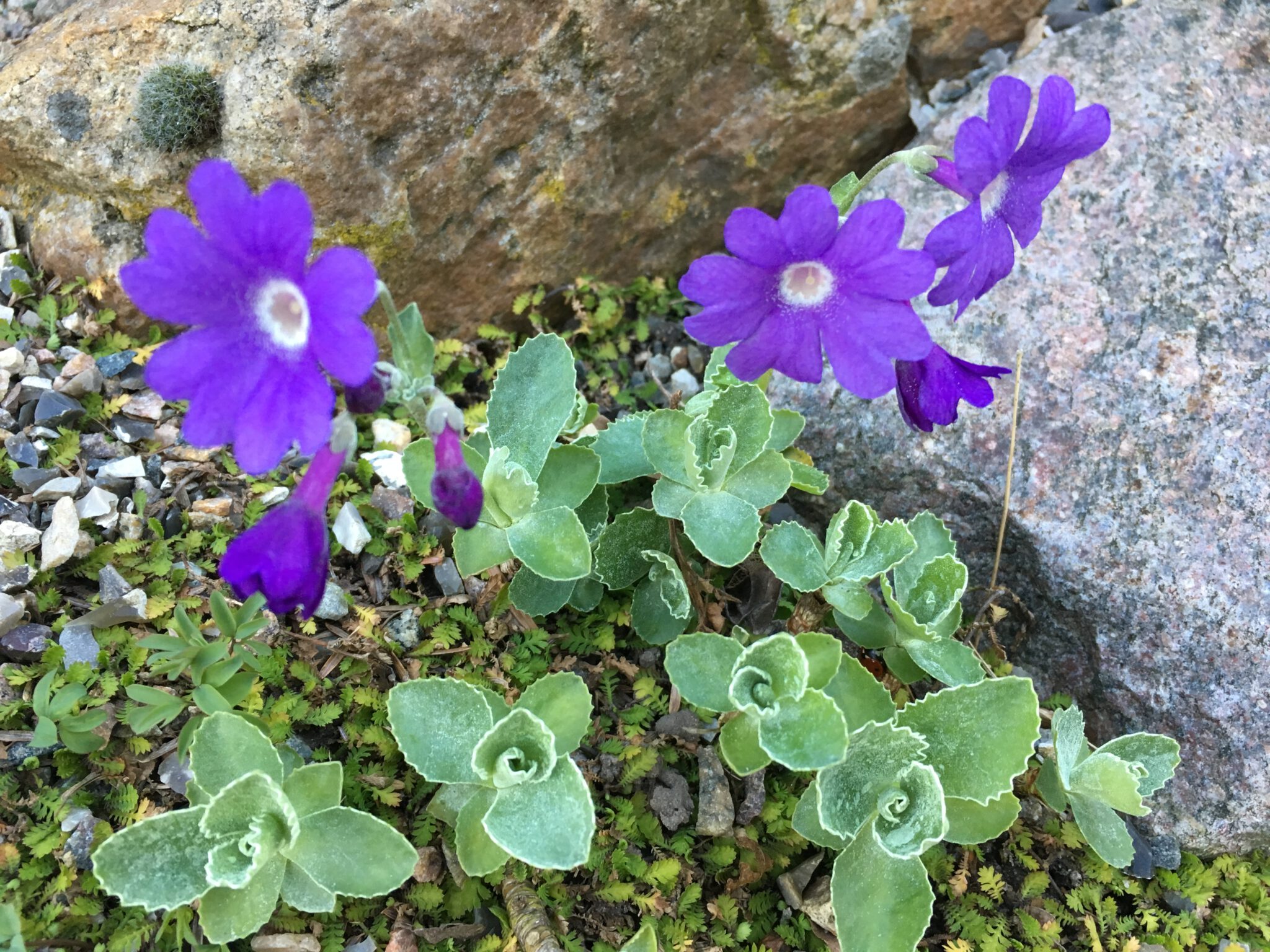 Primula marginata 'Pritchards Var'