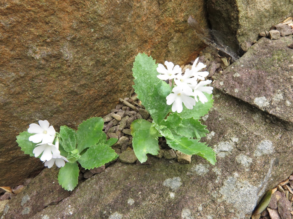 Primula marginata alba