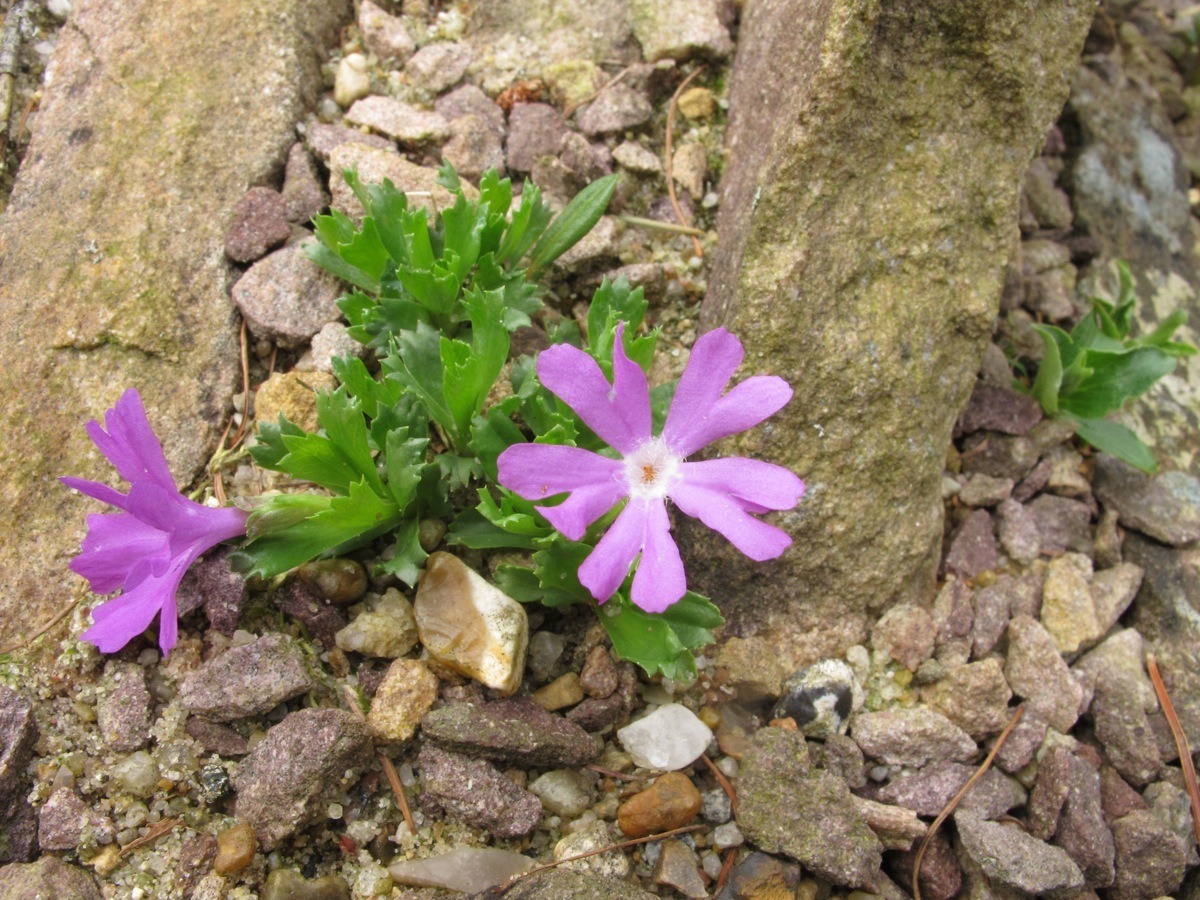 Primula minima