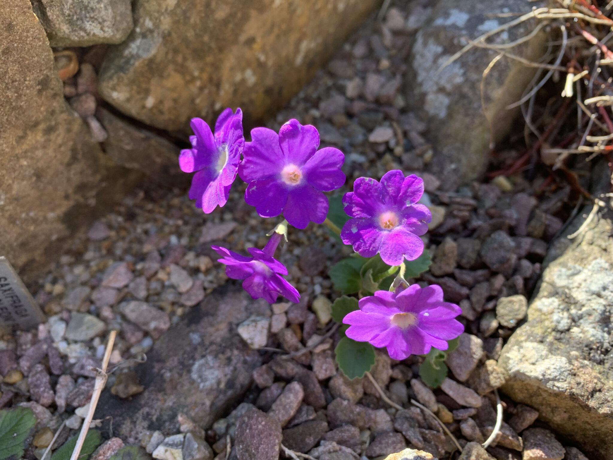 Primula pedemontana x hirsuta