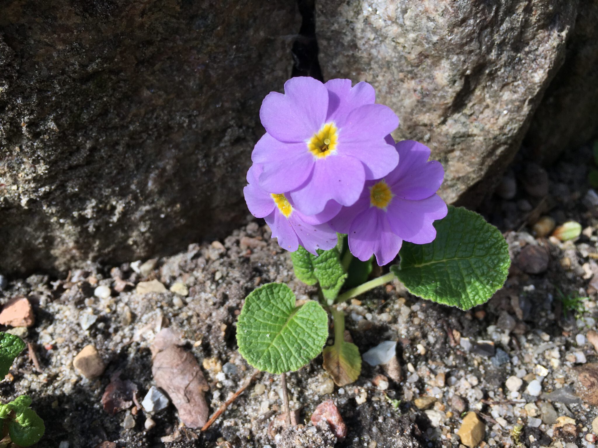 Primula renifolia