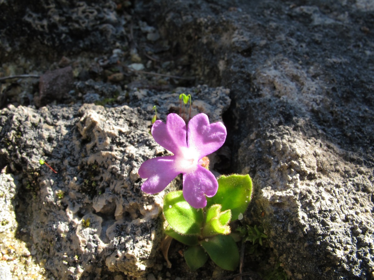 Primula villosa v infecta