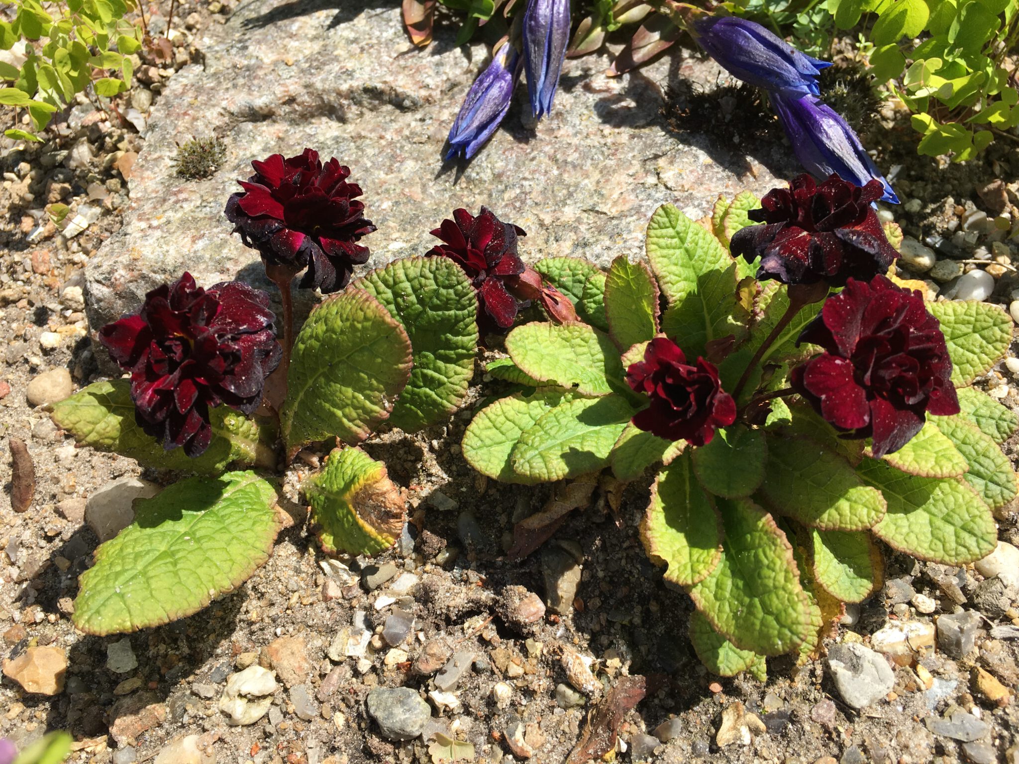 Primula vulgaris 'Captain Blood'