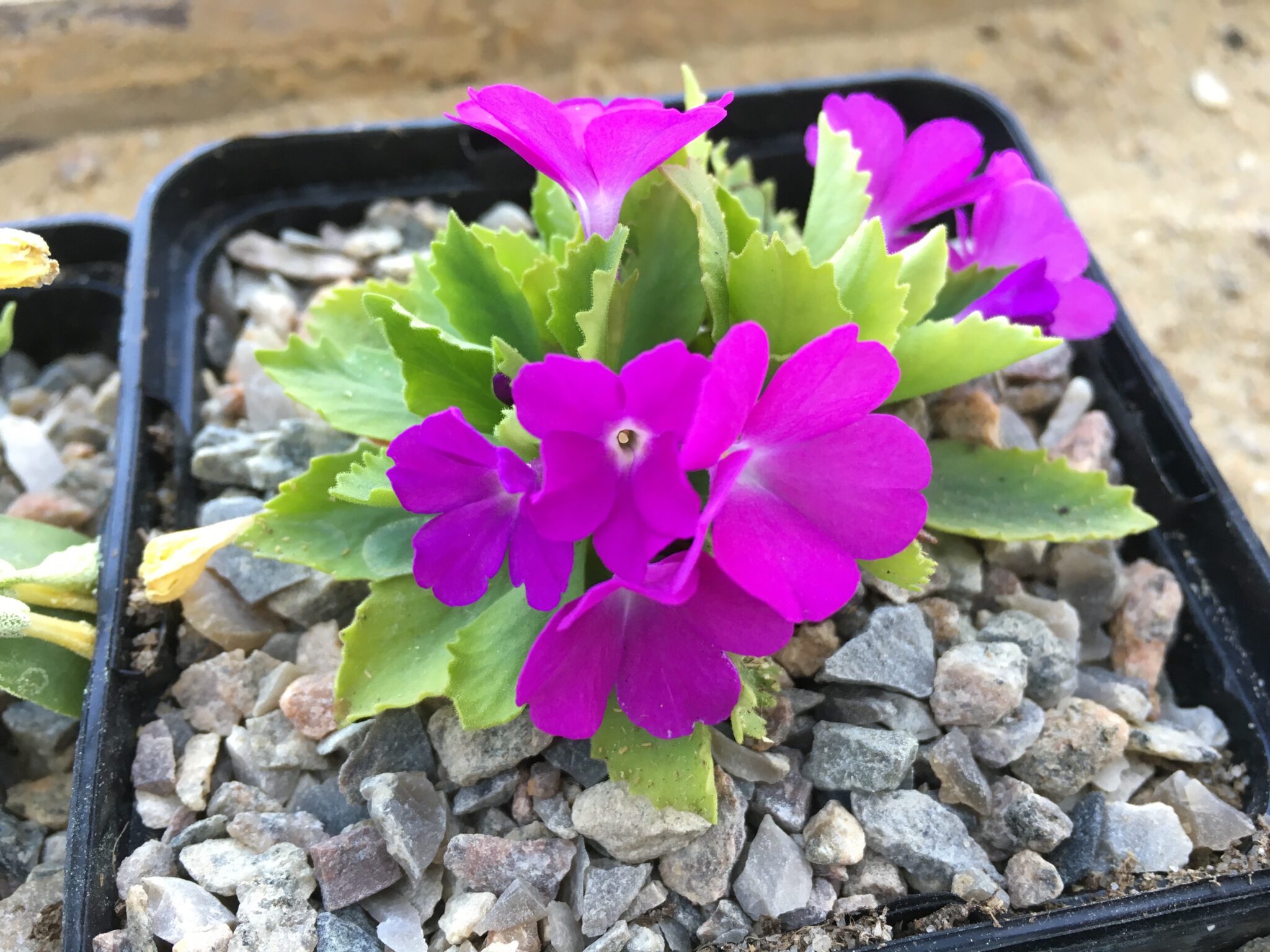 Primula x miniera 'JJ-RW 04'