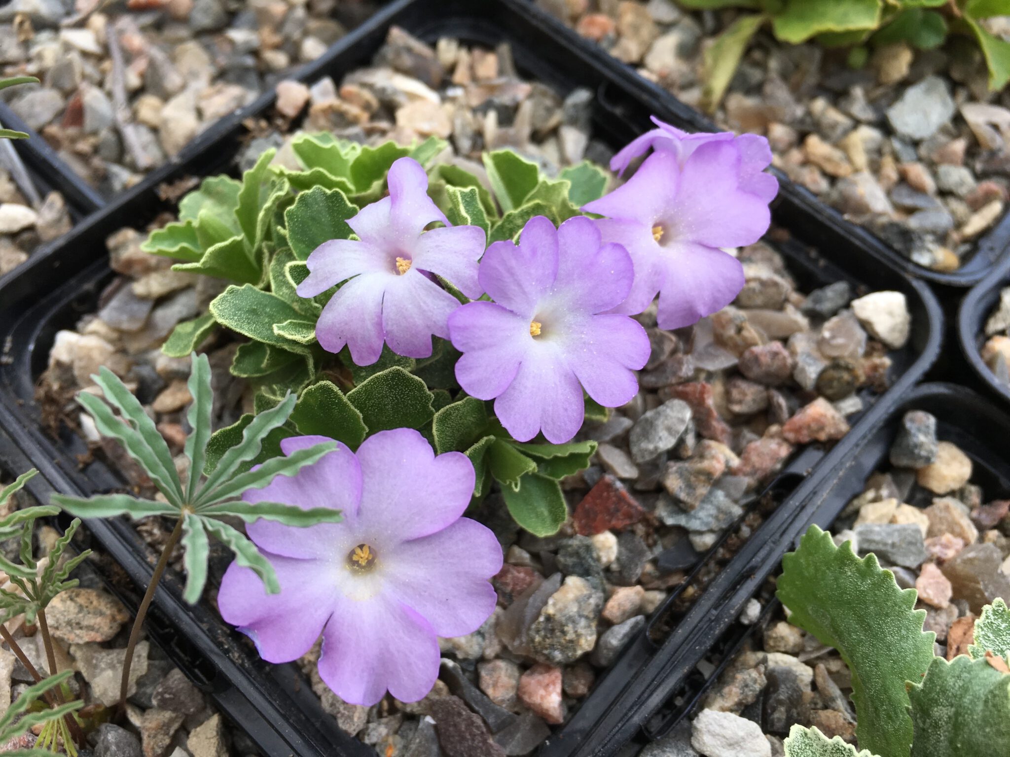 Primula x miniera 'Trade Rock Dream'