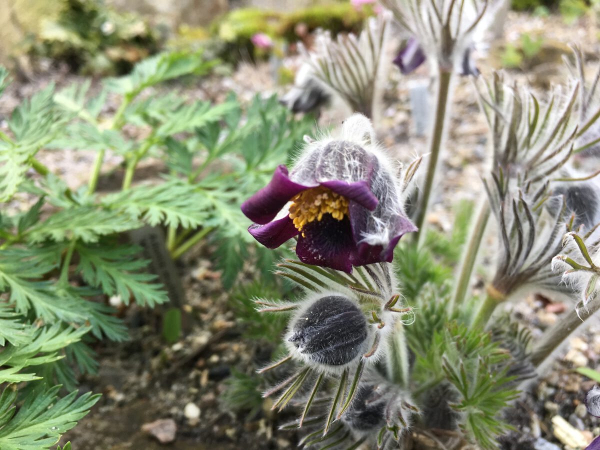 Pulsatilla pratensis f nigricans