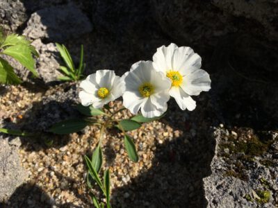 Ranunculus hybrid? Nuria