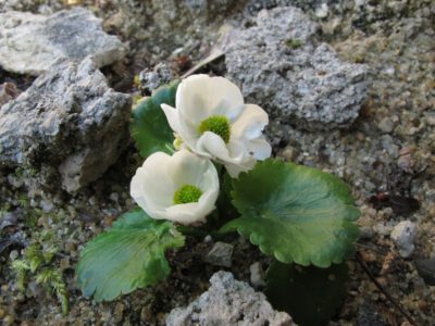 Ranunculus sinovaginatus
