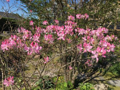 Rhododendron vasei 5.18