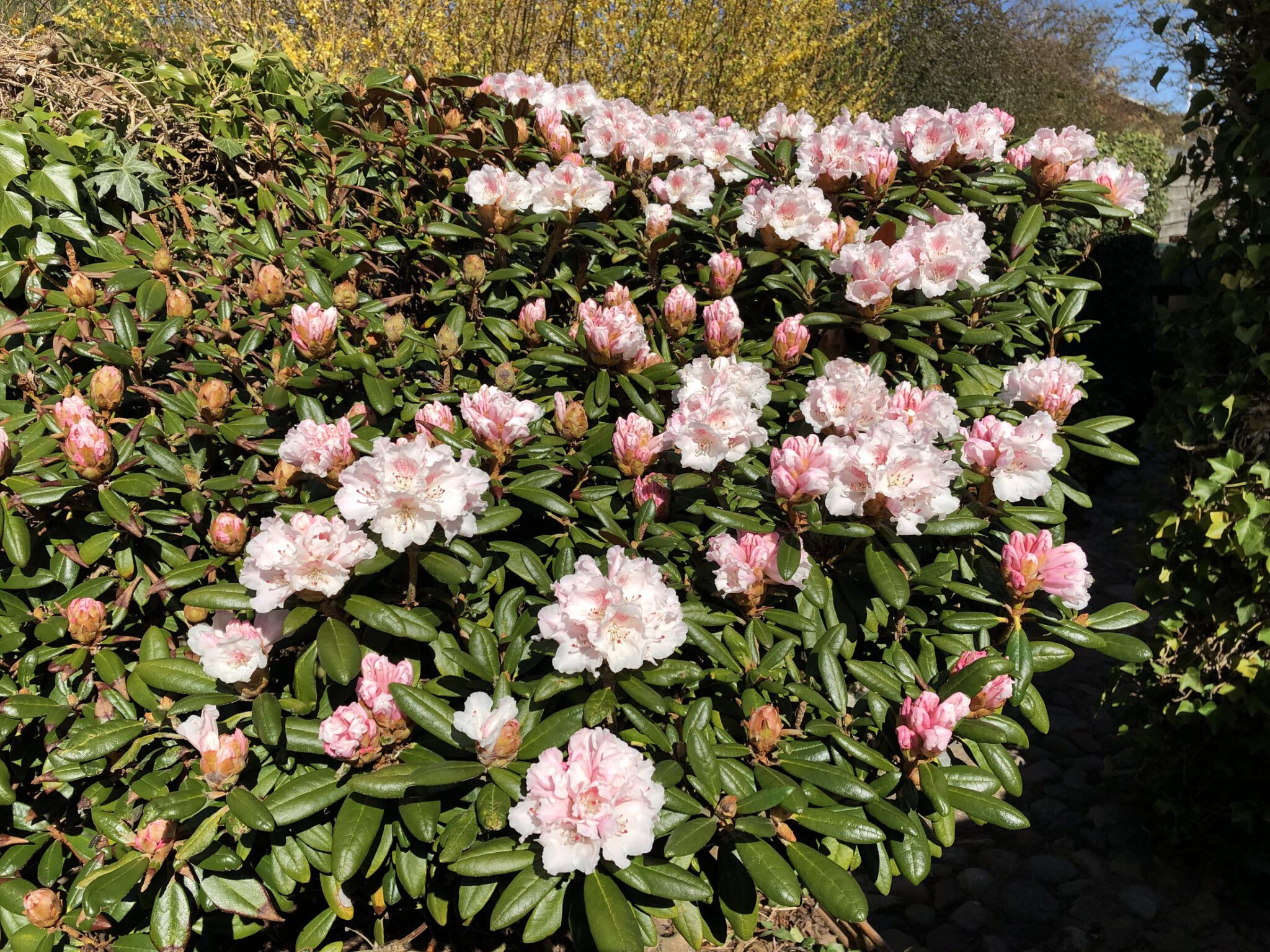 Rhododendron yakusimanum x proteoides