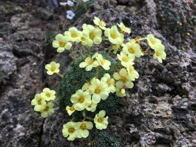 Saxifraga 'Allendale Beauty'