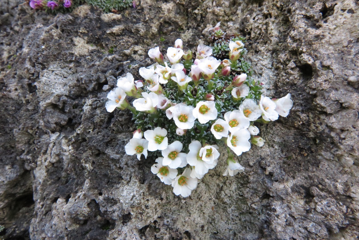 Saxifraga 'Lojzicka'