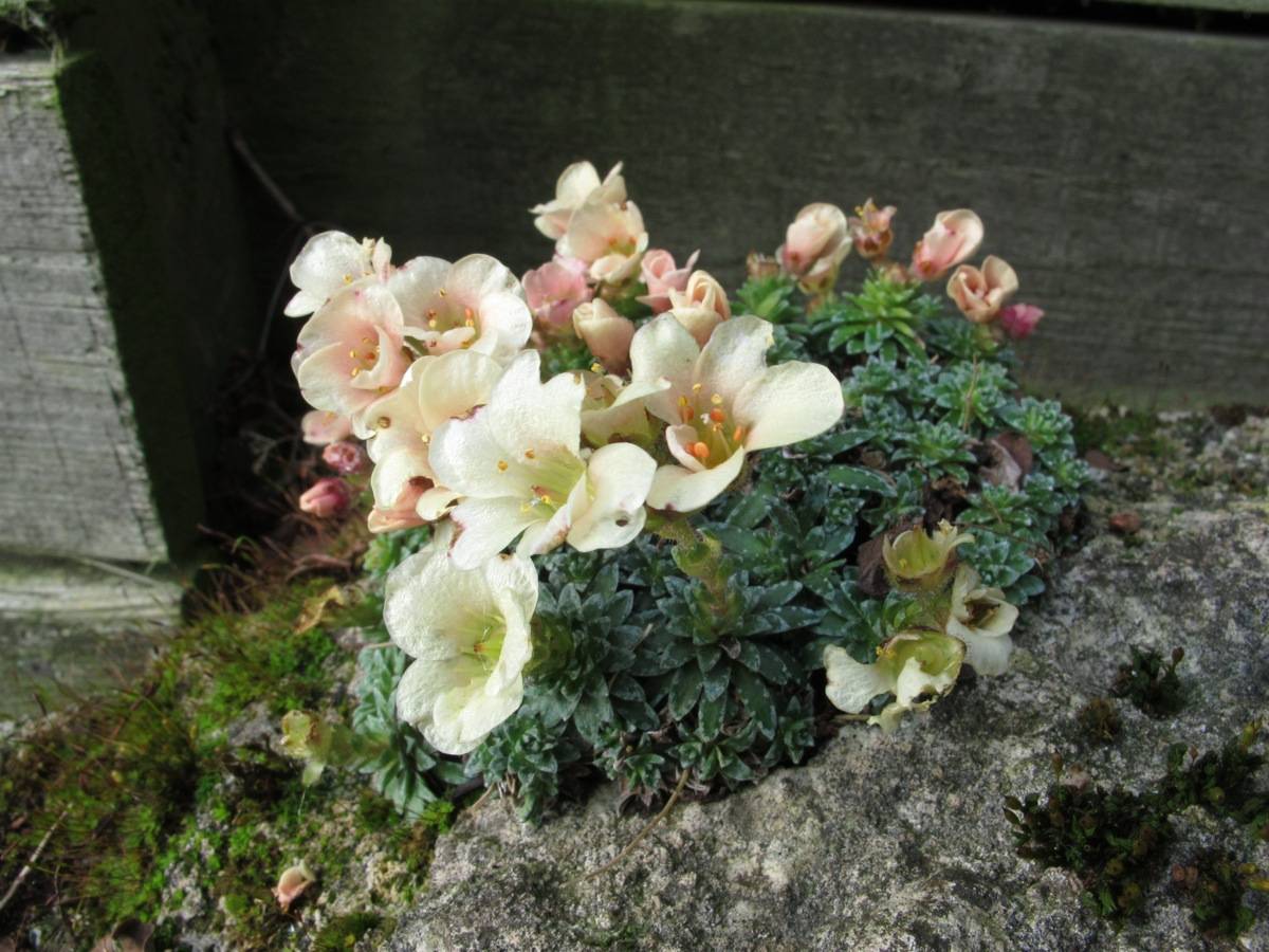 Saxifraga 'Niobe'