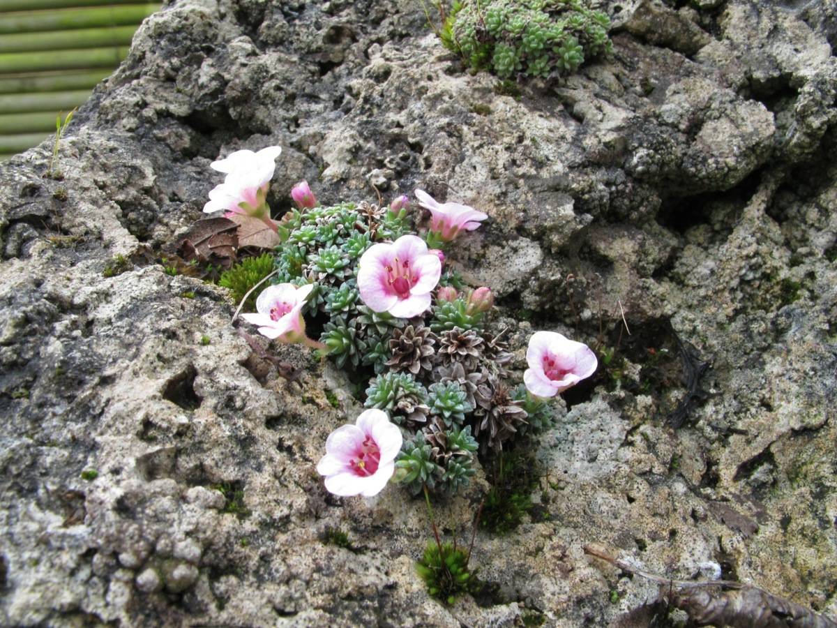 Saxifraga 'Norman'